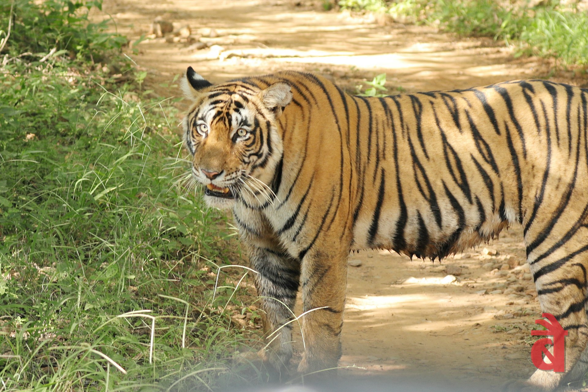 Jaipur to Ranthambore in May: The Last Tiger Window Before the Park Shuts