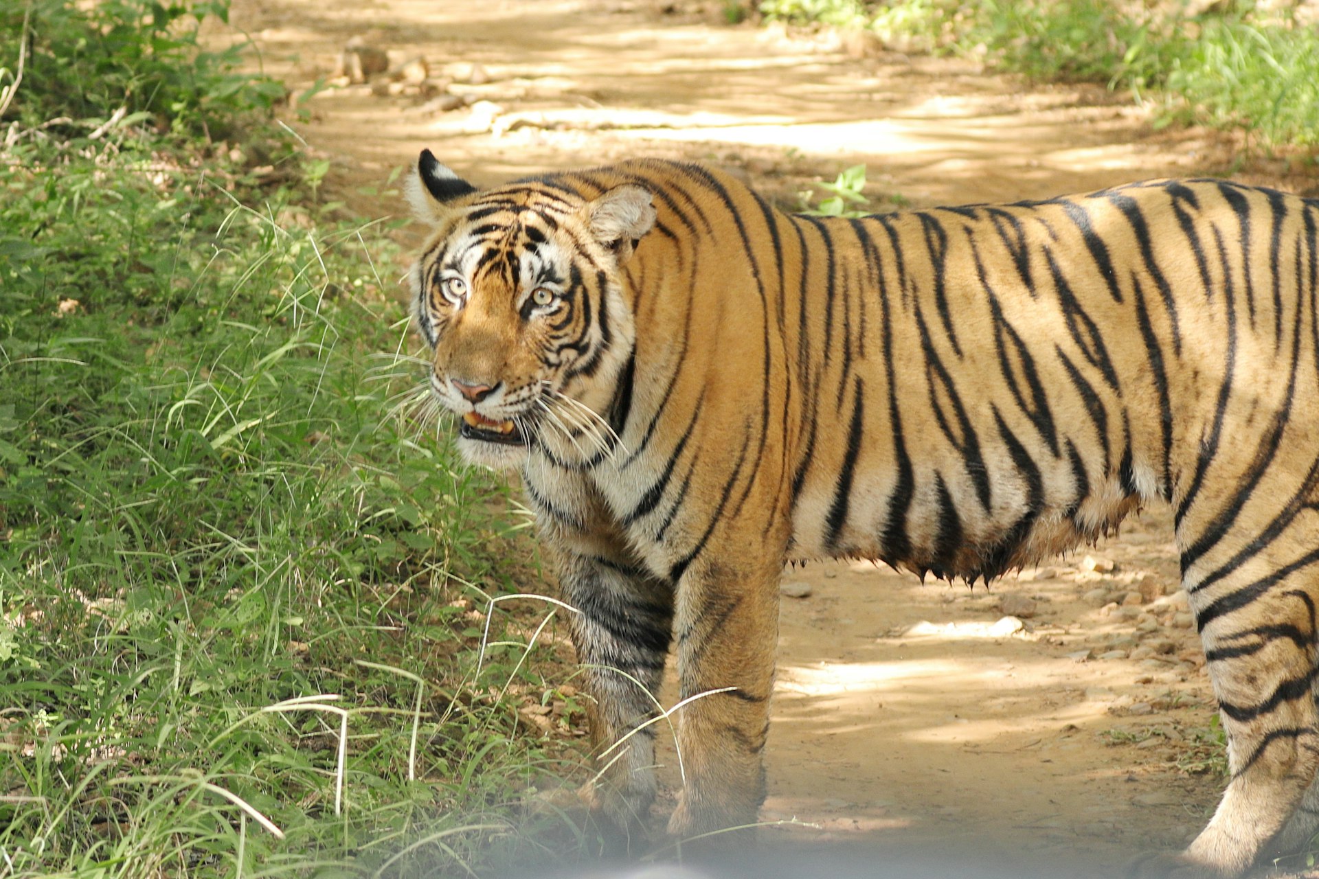 Jaipur to Ranthambore in May: The Last Tiger Window Before the Park Shuts